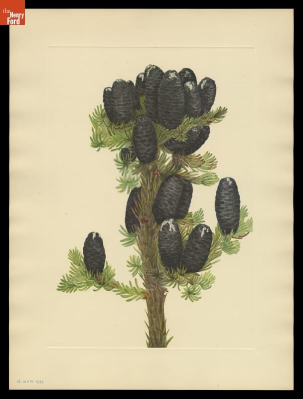 Evergreen branch with large, dark, tightly closed pinecones