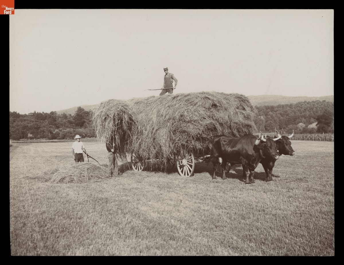Haying on the Meadows, Northfield, Massachusetts, circa 1900 Man in field stands by small pile of hay, another hands hay up to a wagon piled high with hay, with another man on top and two oxen in front