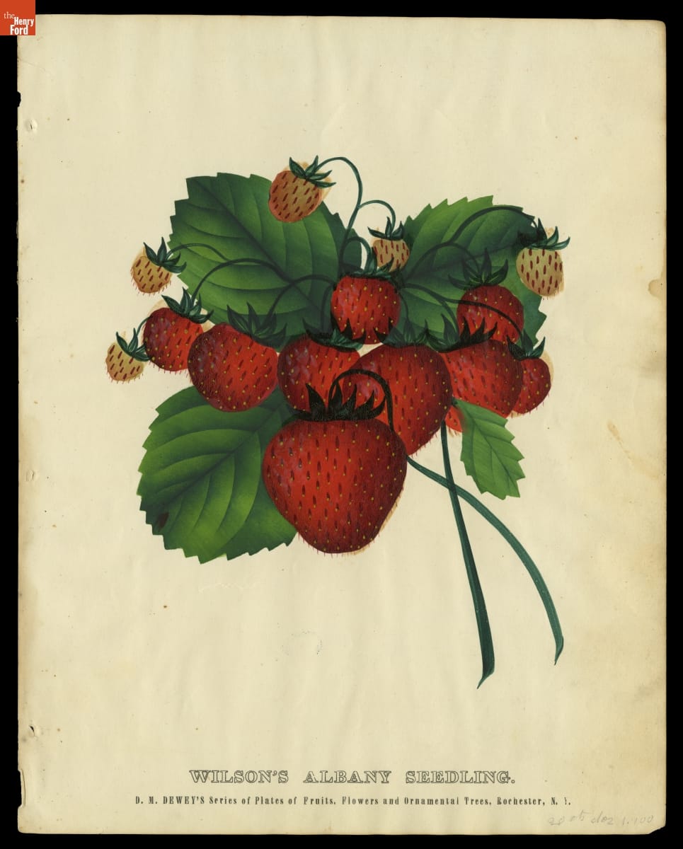 Print of strawberries and strawberry leaves