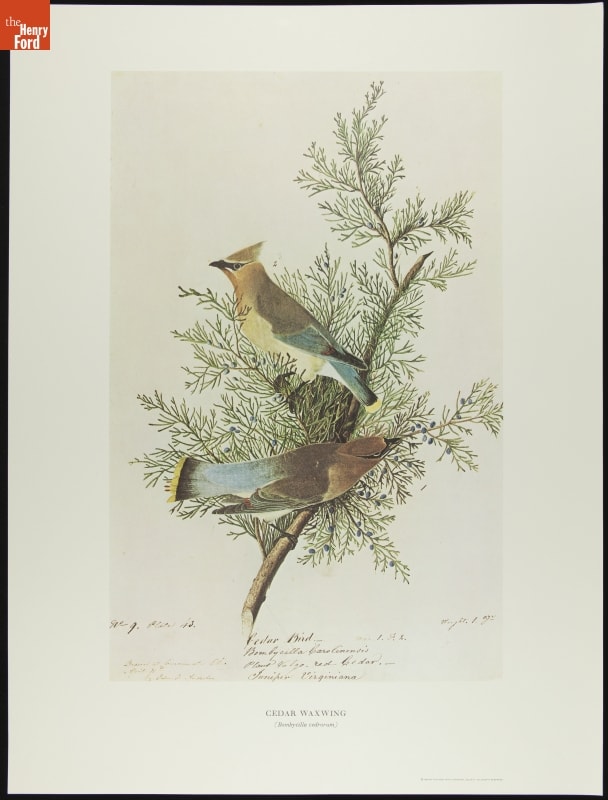 Page with text and image of two birds on a tree branch