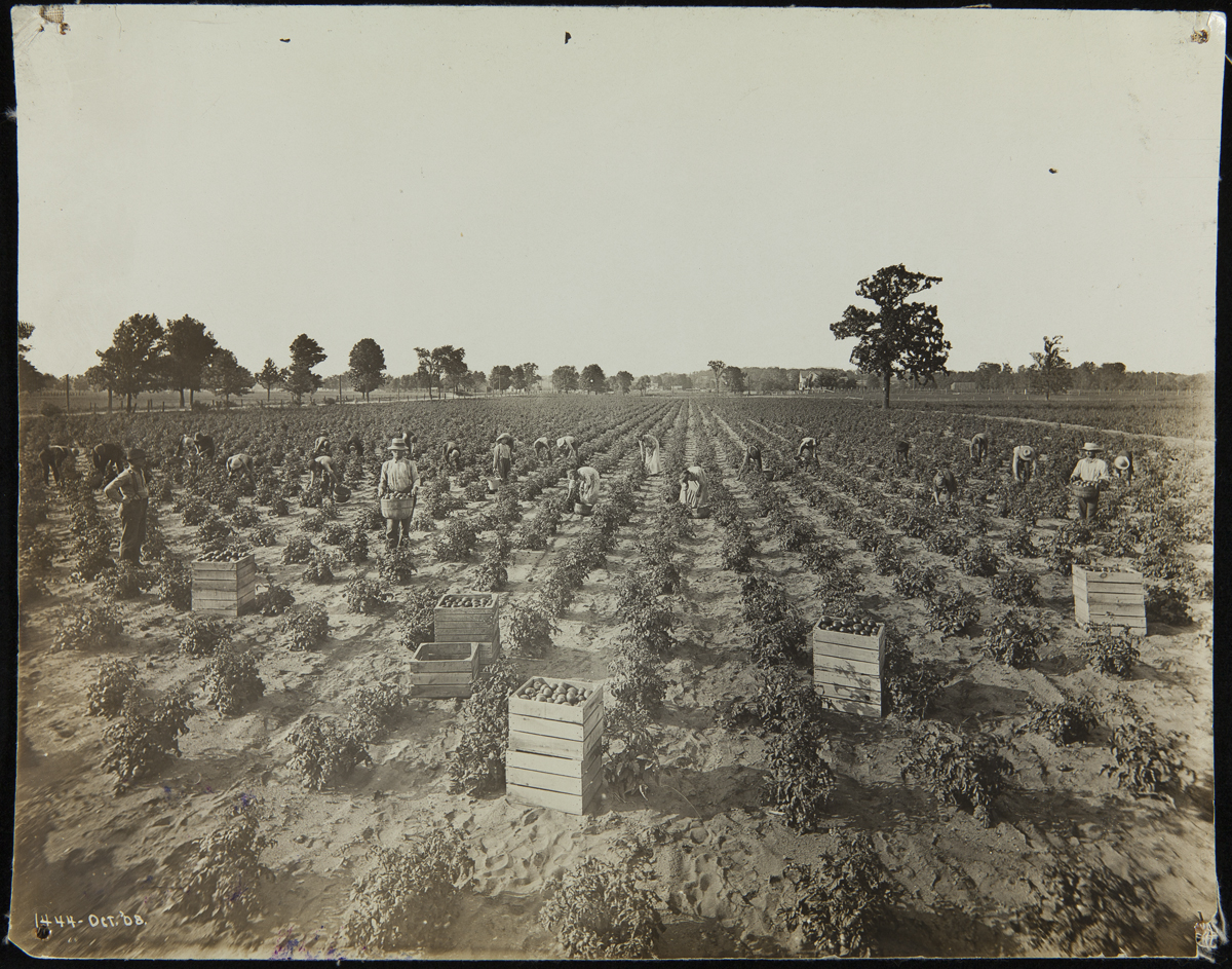 People in a field picking tomatoes into crates