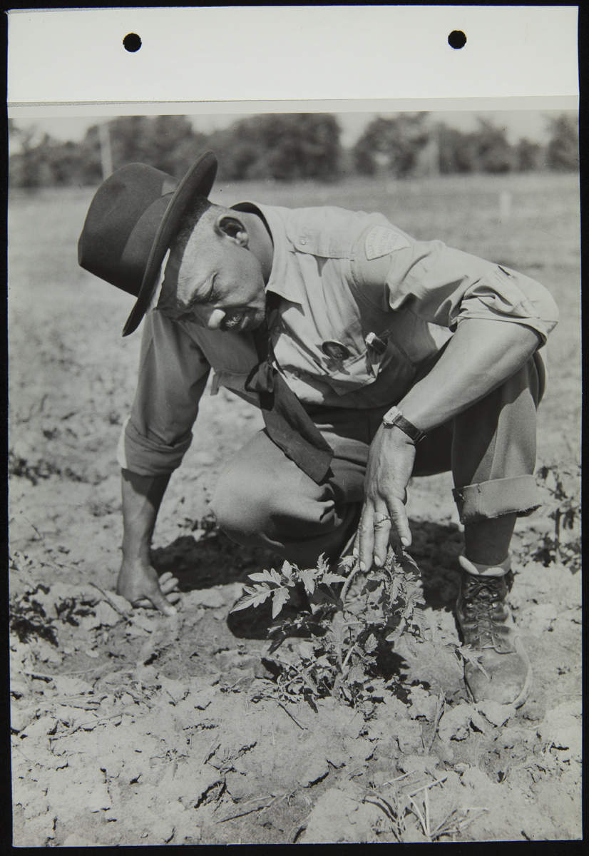 African American man squatting by plant in field