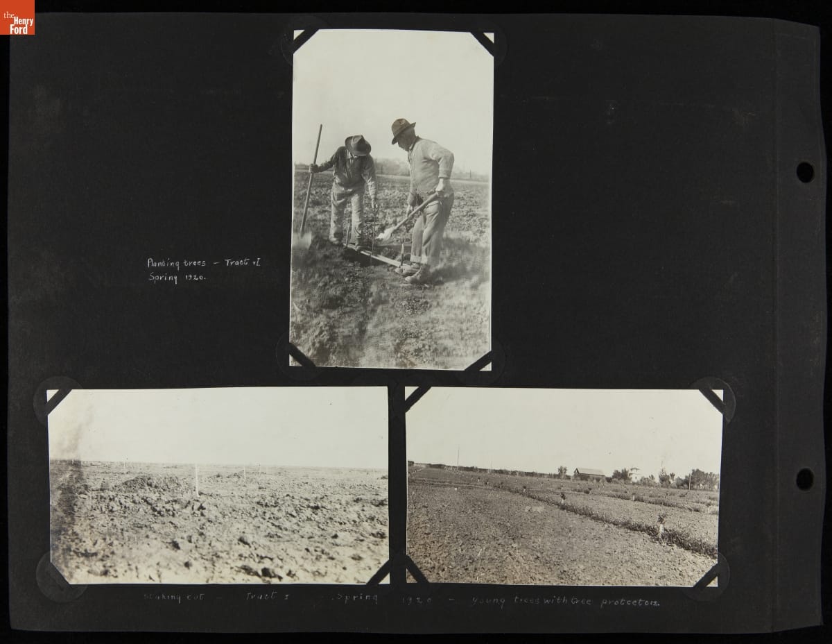 Photograph Album, California Packing Corporation Ranches and Orchards, 1919-1927 / Page 11 Black photo album page with three images--two showing fields and one showing two people with hoes and shovels in a field