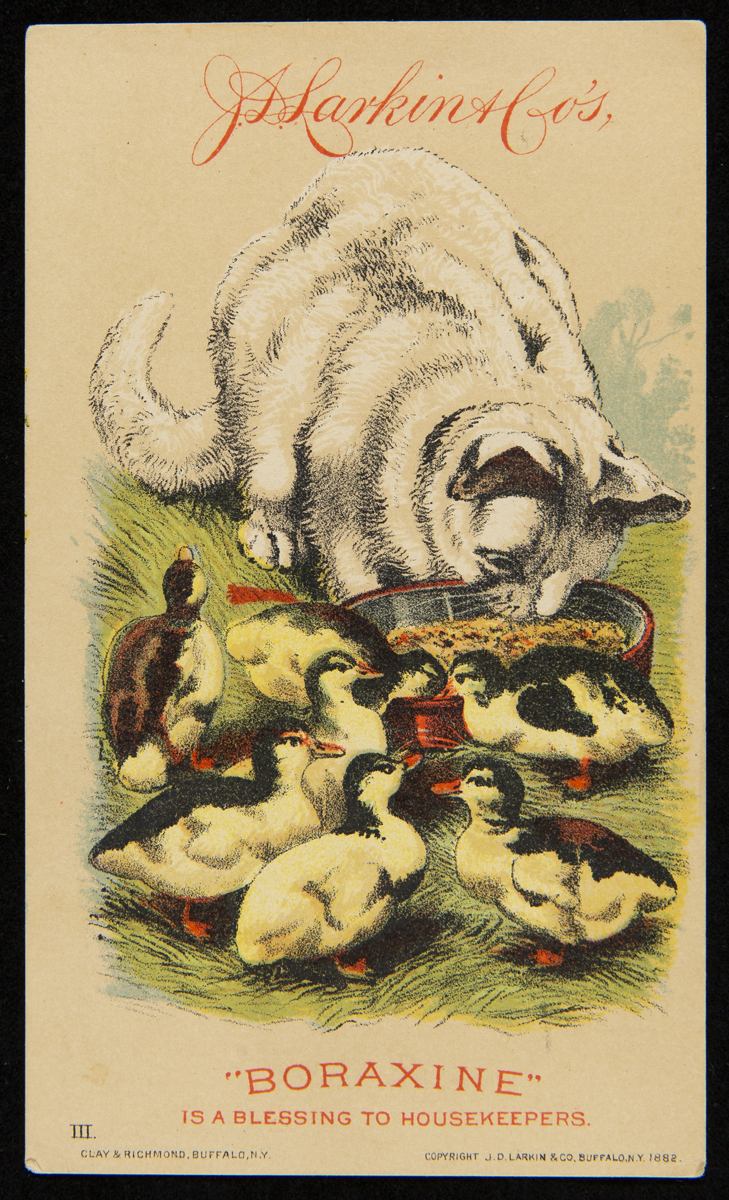 Cat and ducks around feed dish, also contains text