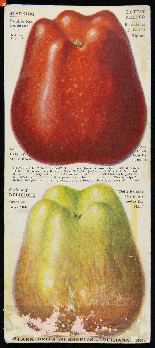Page with text and image of bright red apple and golden/blush apple