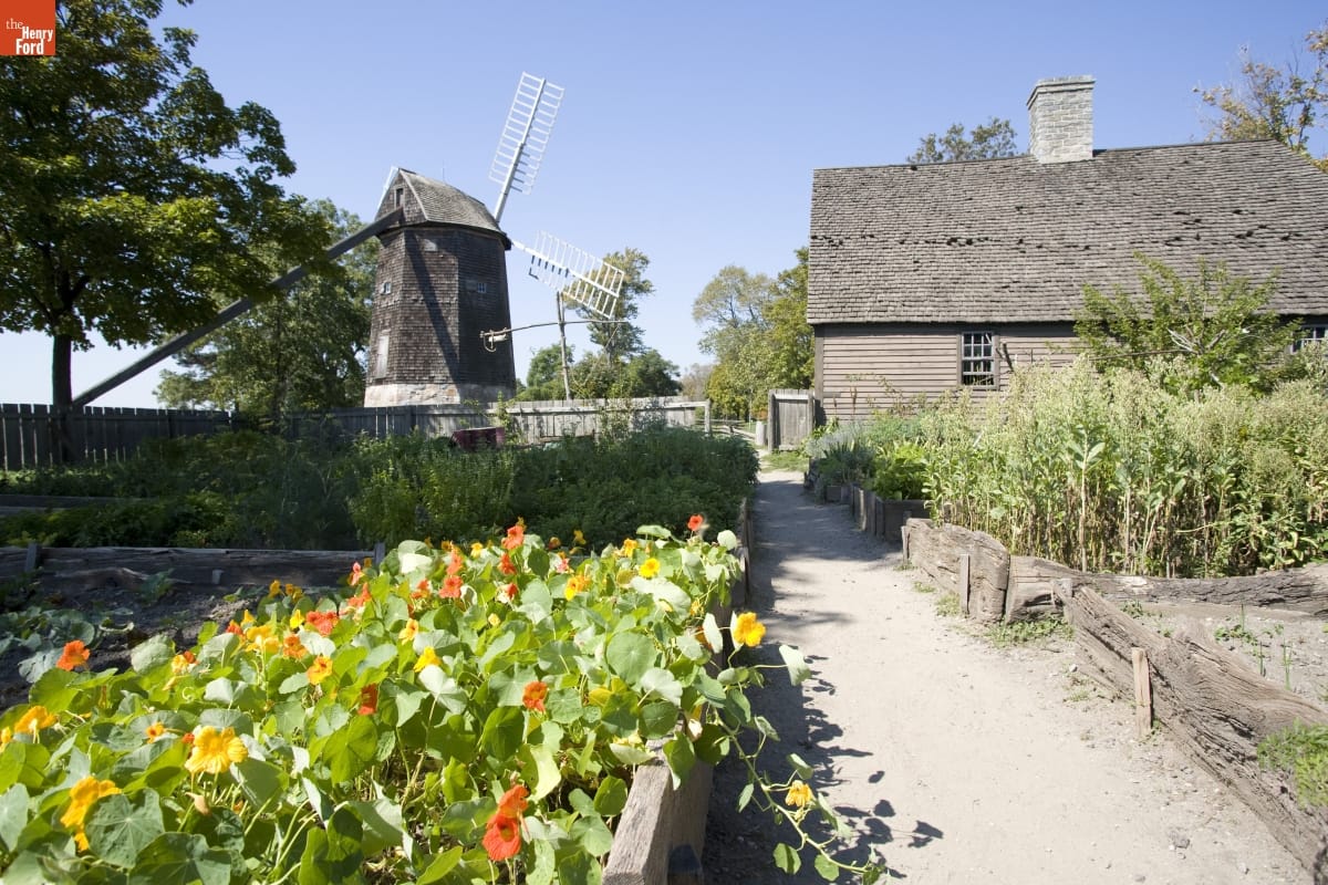 Garden with raised wooden beds containing nasturtiums and other plants, with wooden building and windmill in the distance