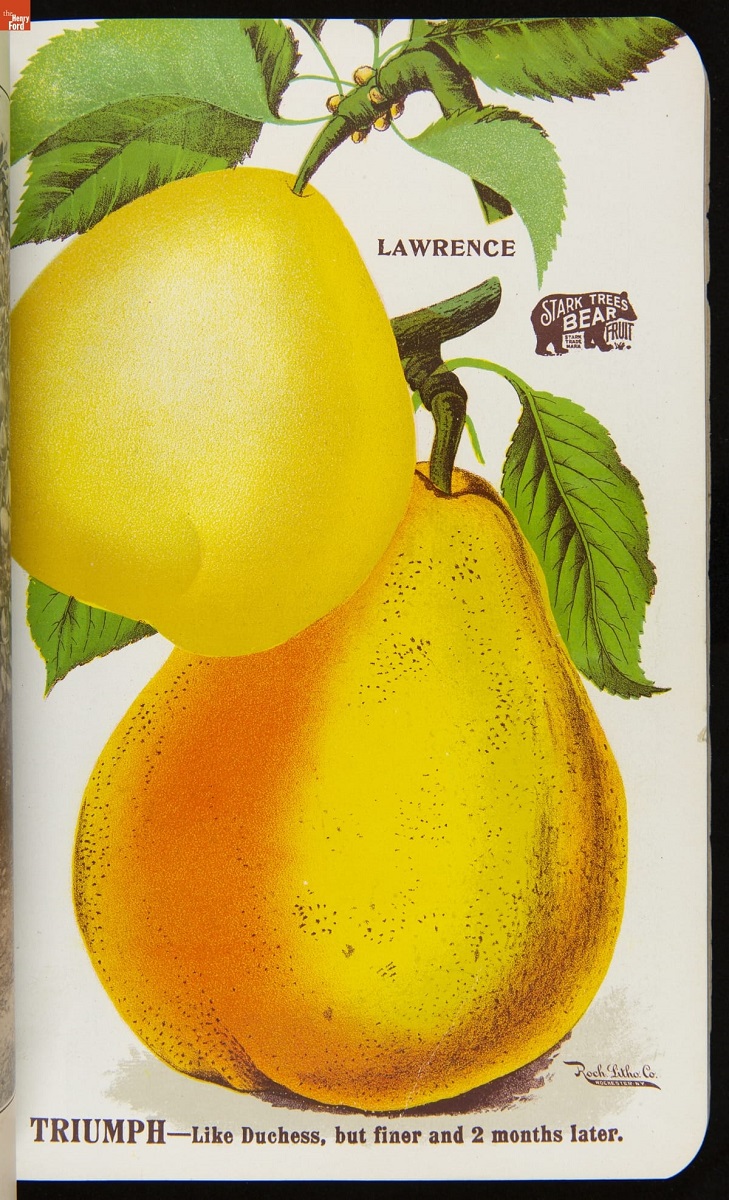 Stark Fruits as Grown by Stark Bro's Nurseries & Orchards Co., 1902 / Page 51 Page with text and images of two yellow pears--one smaller and lighter in color; the other larger and more orange