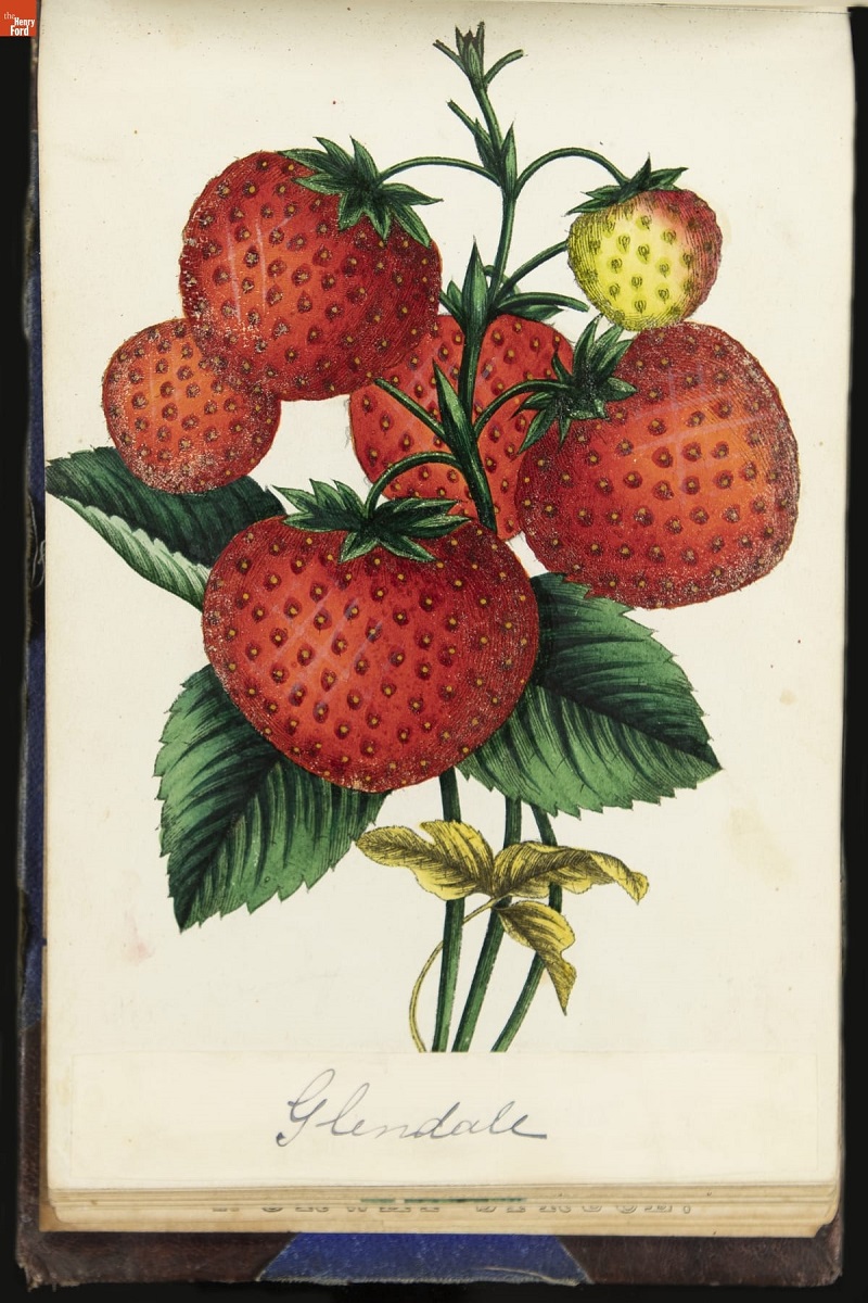Color print of strawberry plant with large red fruit and green leaves