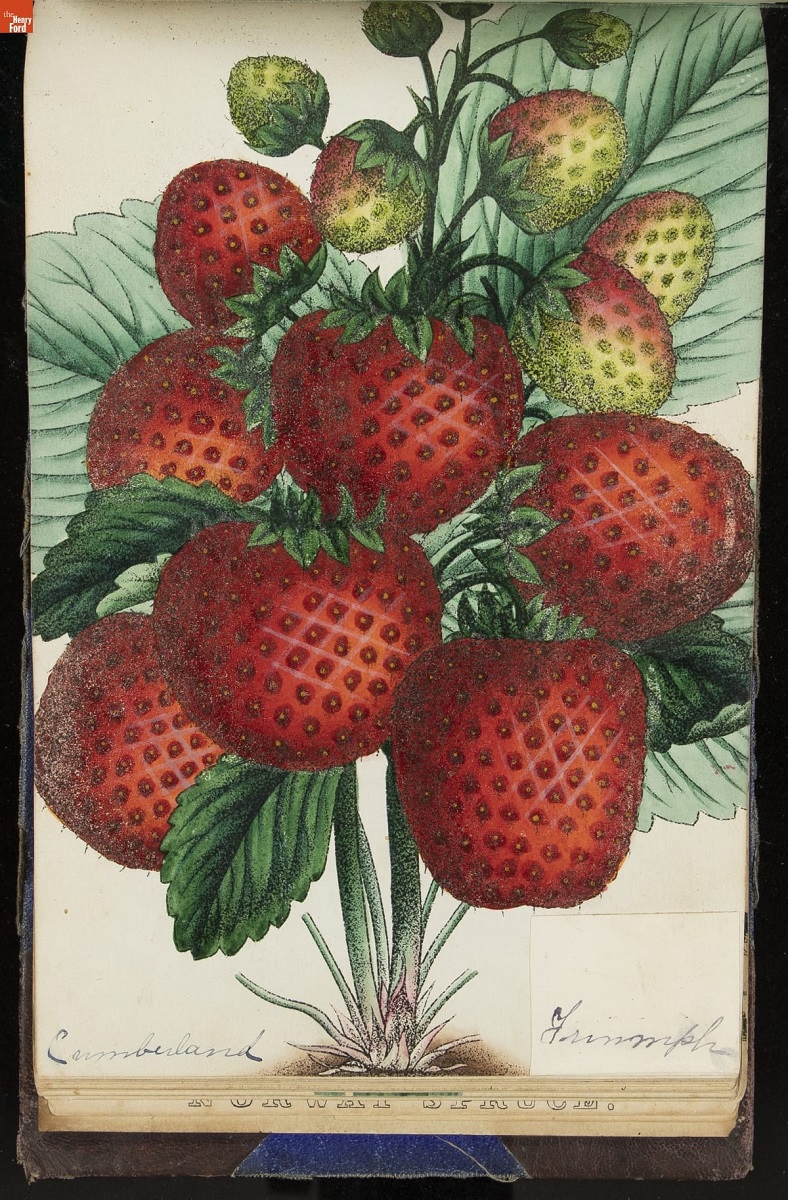 Color print of strawberry plant with very large fruit and leaves