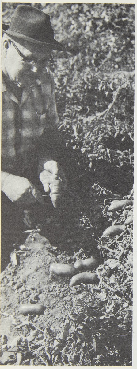 Black-and-white photo of man holding vegetable (sweet potato?) in a field