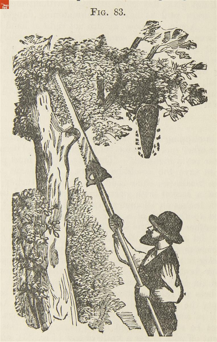 Drawing of man with saw on pole sawing a tree limb with a beehive hanging from it
