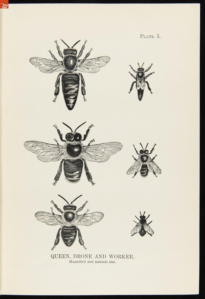 Page with illustrations of bees and text