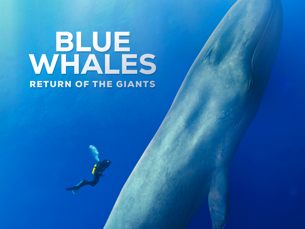 Blue Whales: Return of the Giants